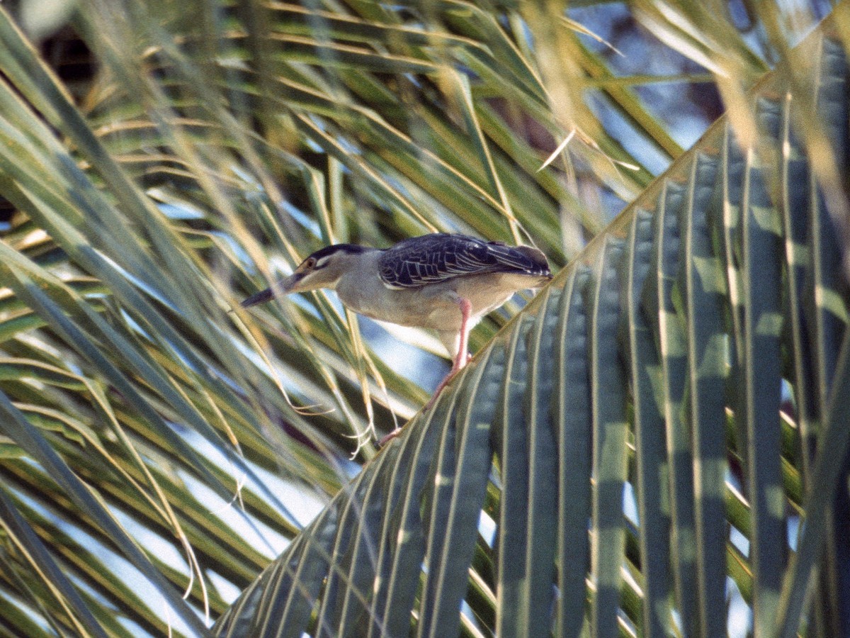 Striated Heron - ML408925911