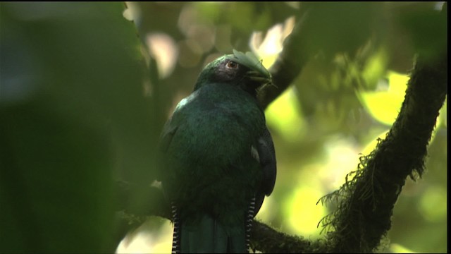 Collared Trogon (Orange-bellied) - ML408926