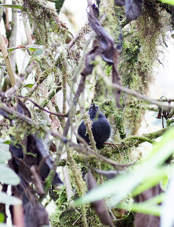 Tschudi's Tapaculo - ML408926401