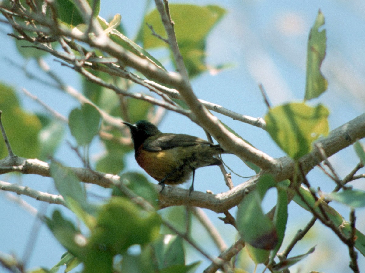 Humblot's Sunbird - ML408926951