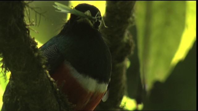 Collared Trogon (Orange-bellied) - ML408927
