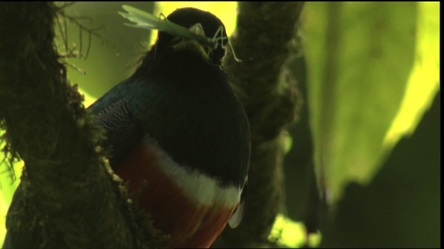 Collared Trogon (Orange-bellied) - ML408927