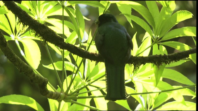 Collared Trogon (Orange-bellied) - ML408928