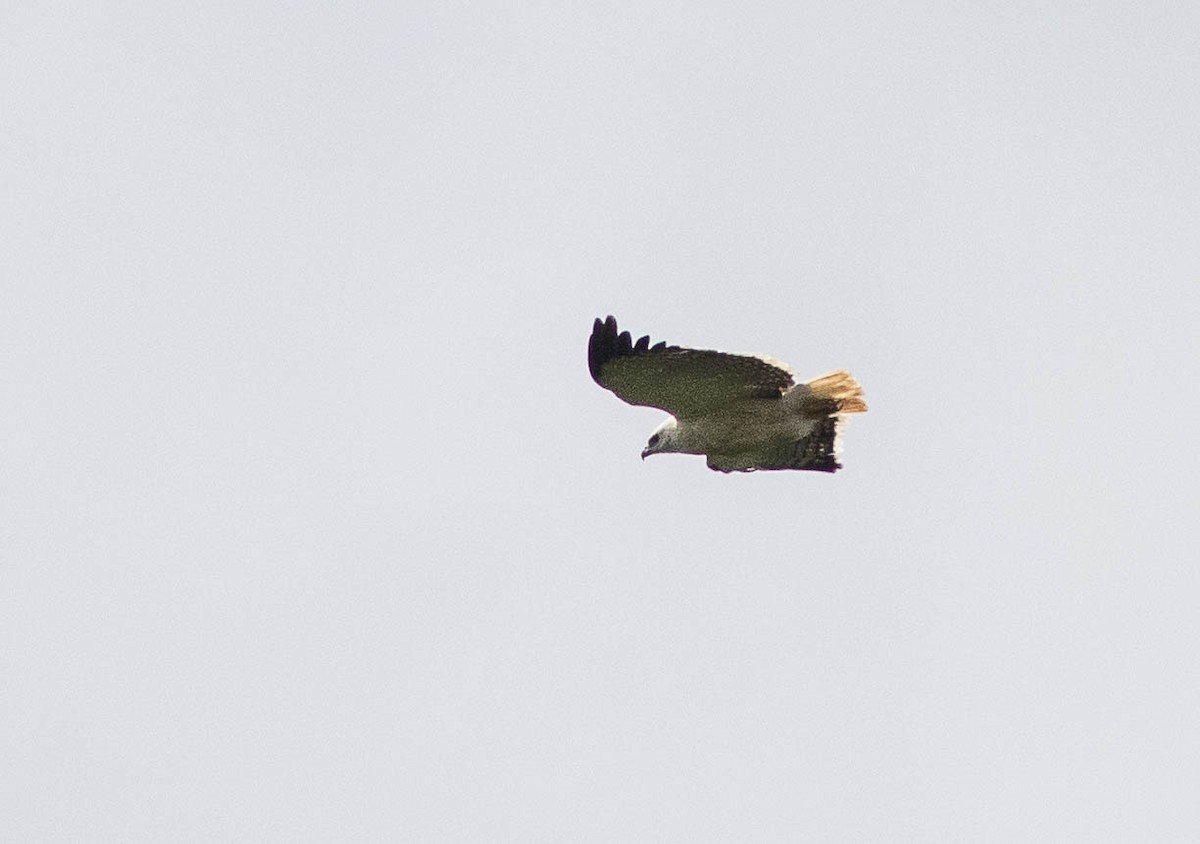 Mantled Hawk - Fábio Giordano