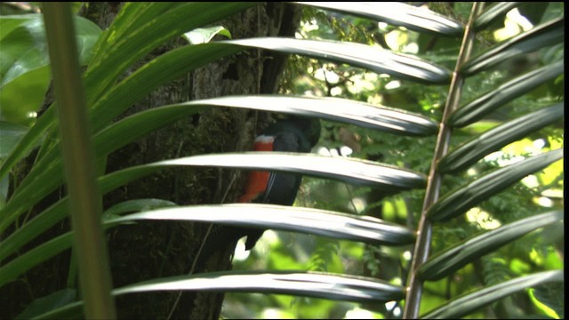 Collared Trogon (Orange-bellied) - ML408929