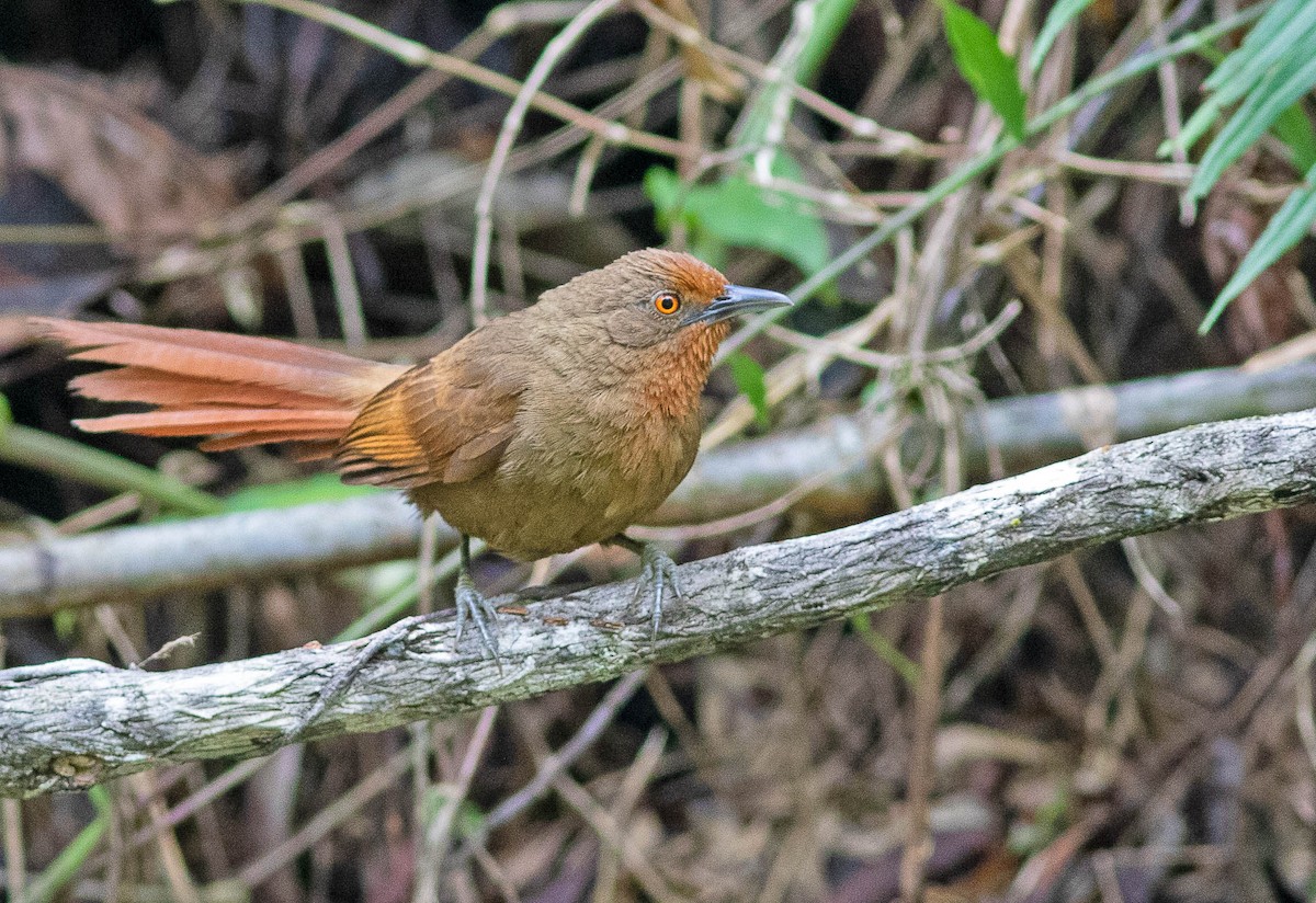 Orange-eyed Thornbird - Fábio Giordano