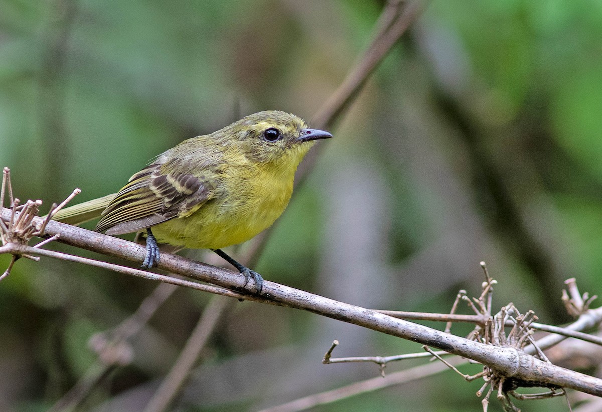 Yellow Tyrannulet - Fábio Giordano