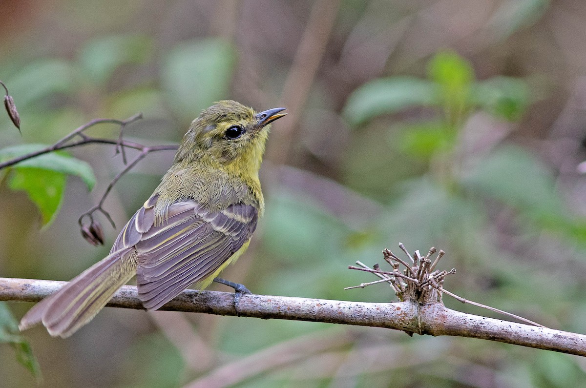 Yellow Tyrannulet - ML408929421