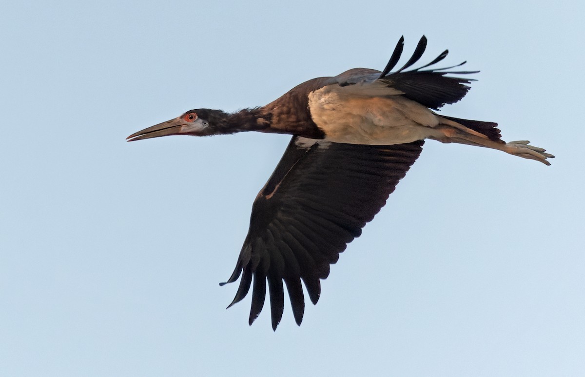 Abdim's Stork - ML408929861