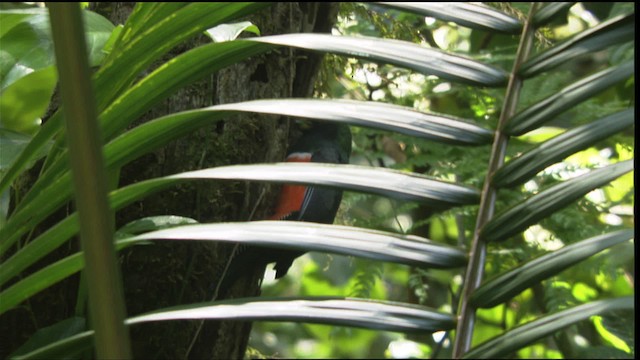 Jungferntrogon (aurantiiventris/underwoodi) - ML408930