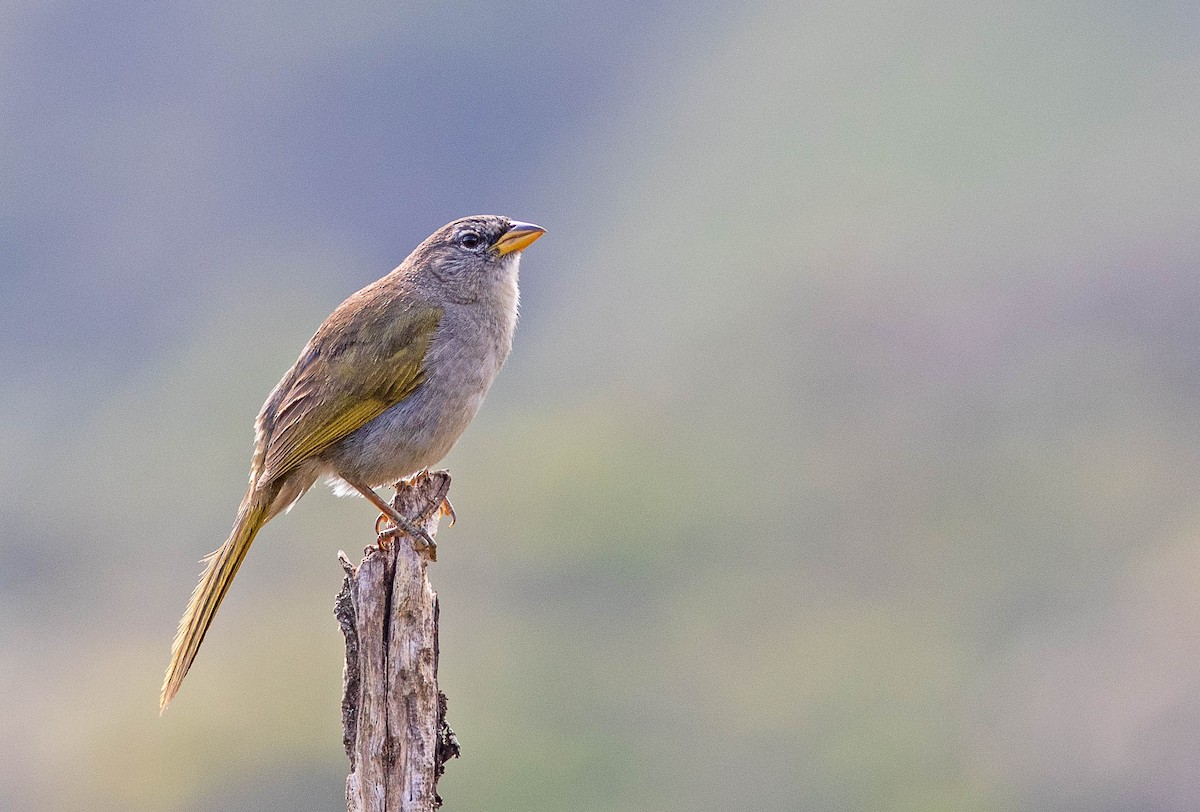 Pale-throated Pampa-Finch - Fábio Giordano