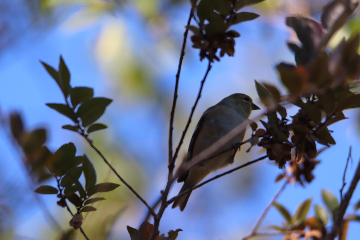 gulstillits - ML408931331