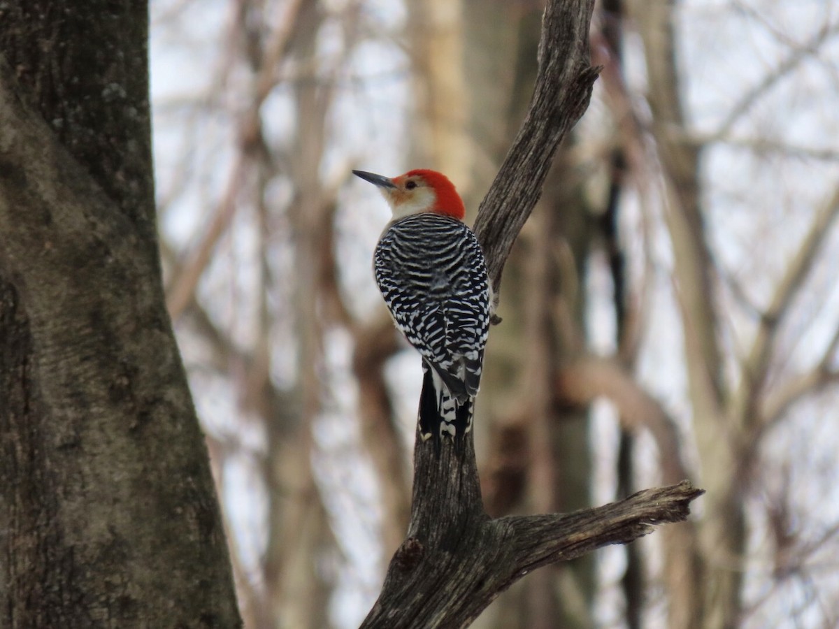 Red-bellied Woodpecker - ML408931901