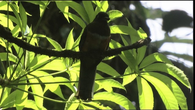 Collared Trogon (Orange-bellied) - ML408932