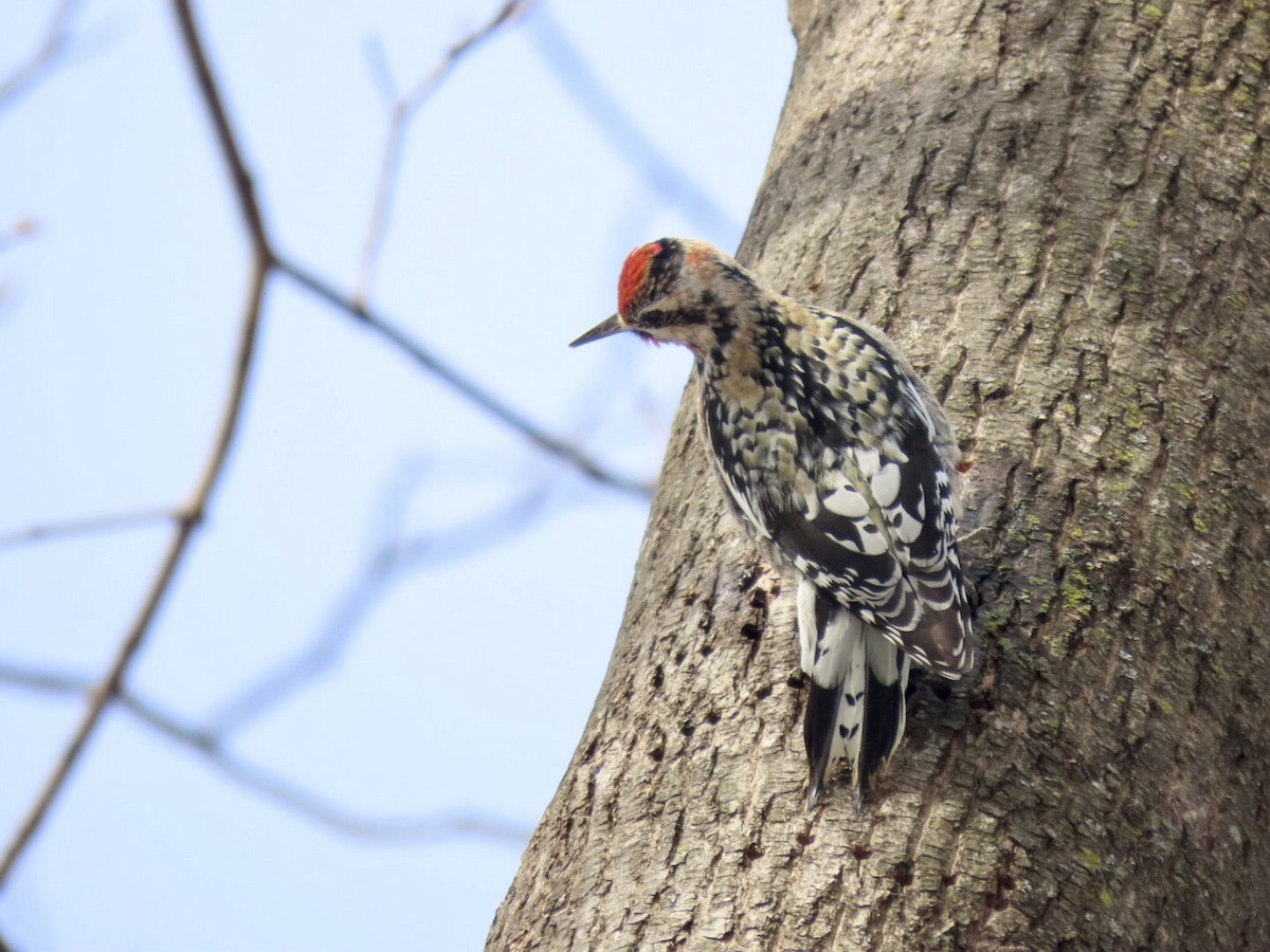 Yellow-bellied Sapsucker - ML408932061