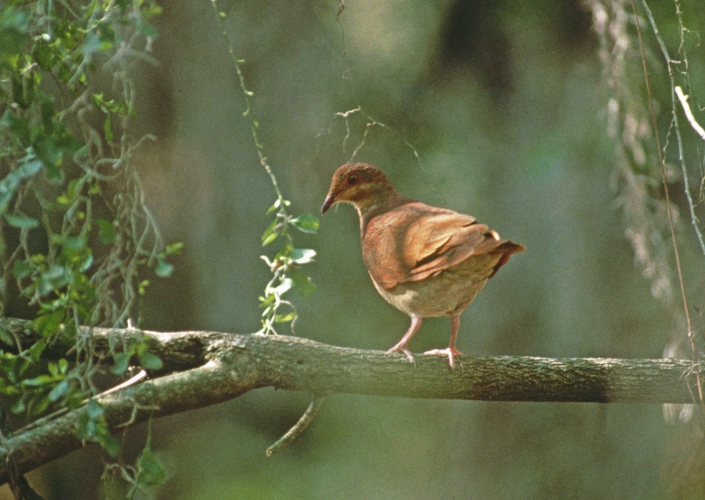 Ruddy Quail-Dove - ML408932411