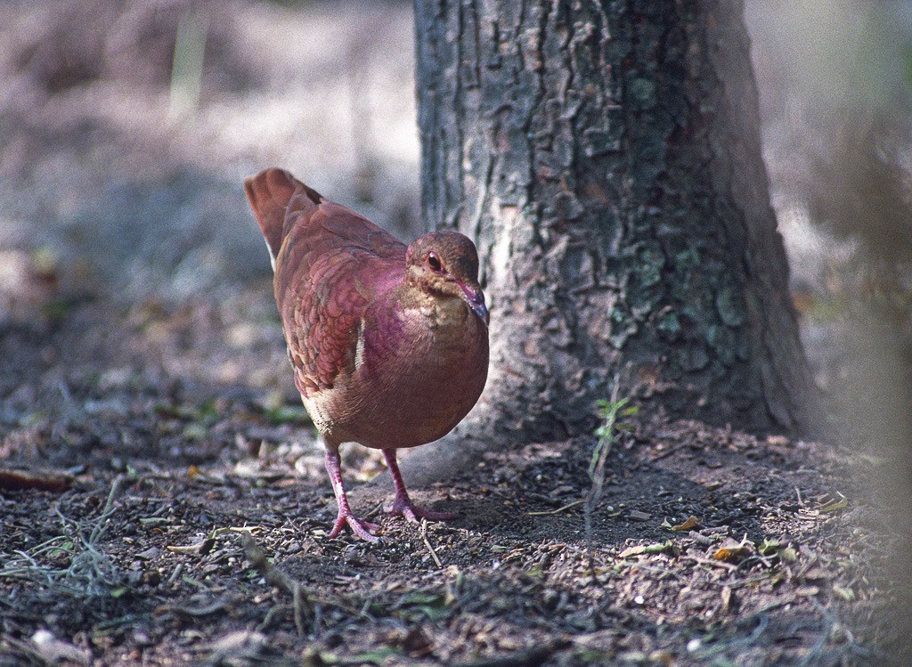 Ruddy Quail-Dove - ML408932421