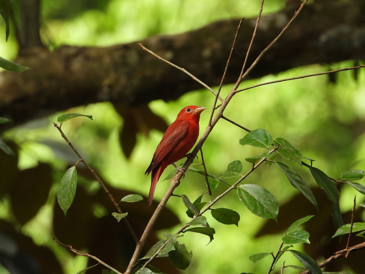 piranga ohnivá - ML408932561