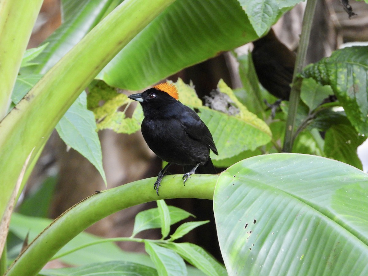 Tawny-crested Tanager - ML408932621