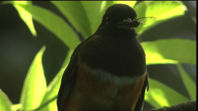 Collared Trogon (Orange-bellied) - ML408933