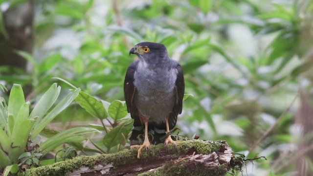 Bicolored Hawk - ML408933061