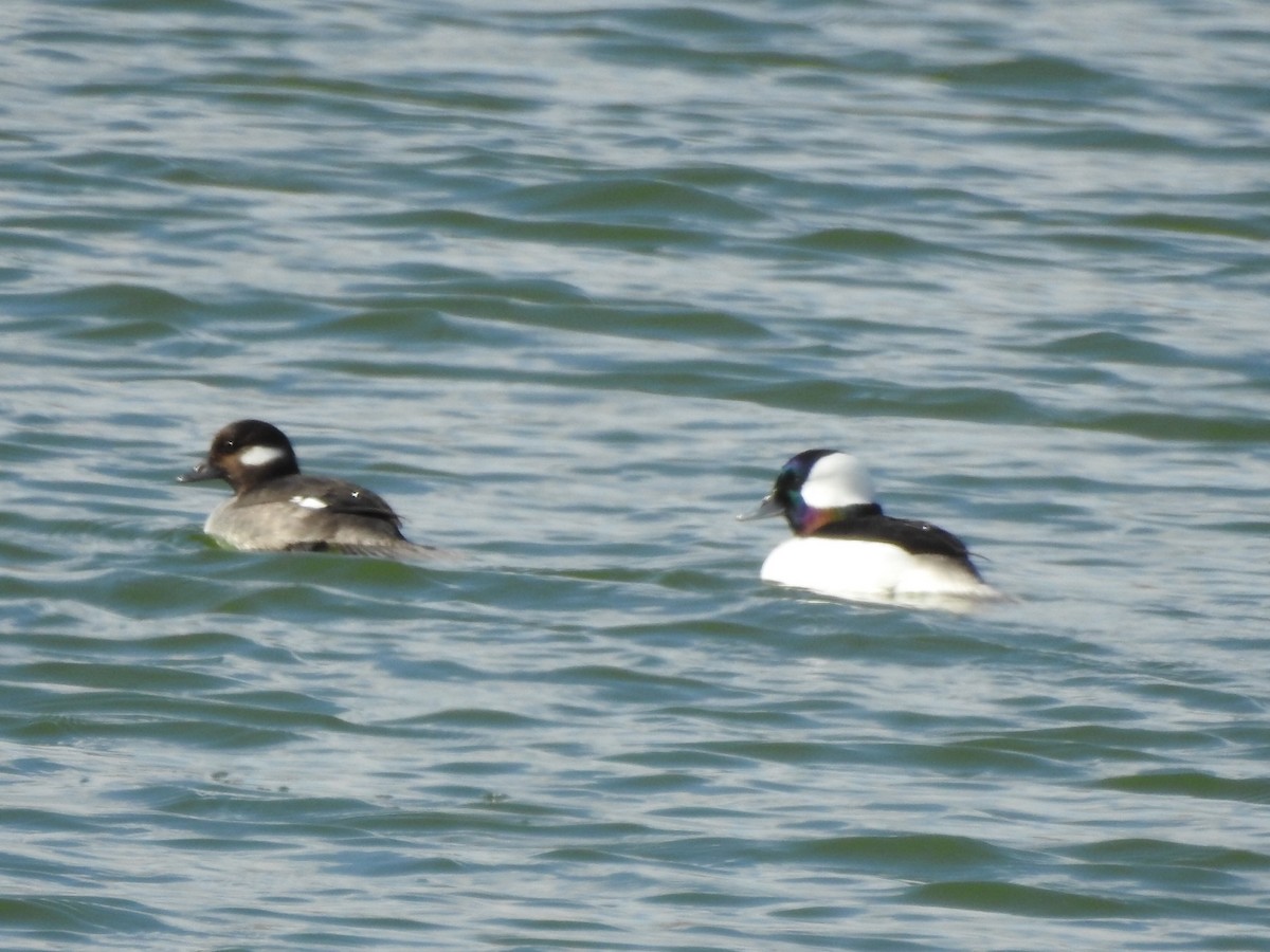 Bufflehead - ML408933081