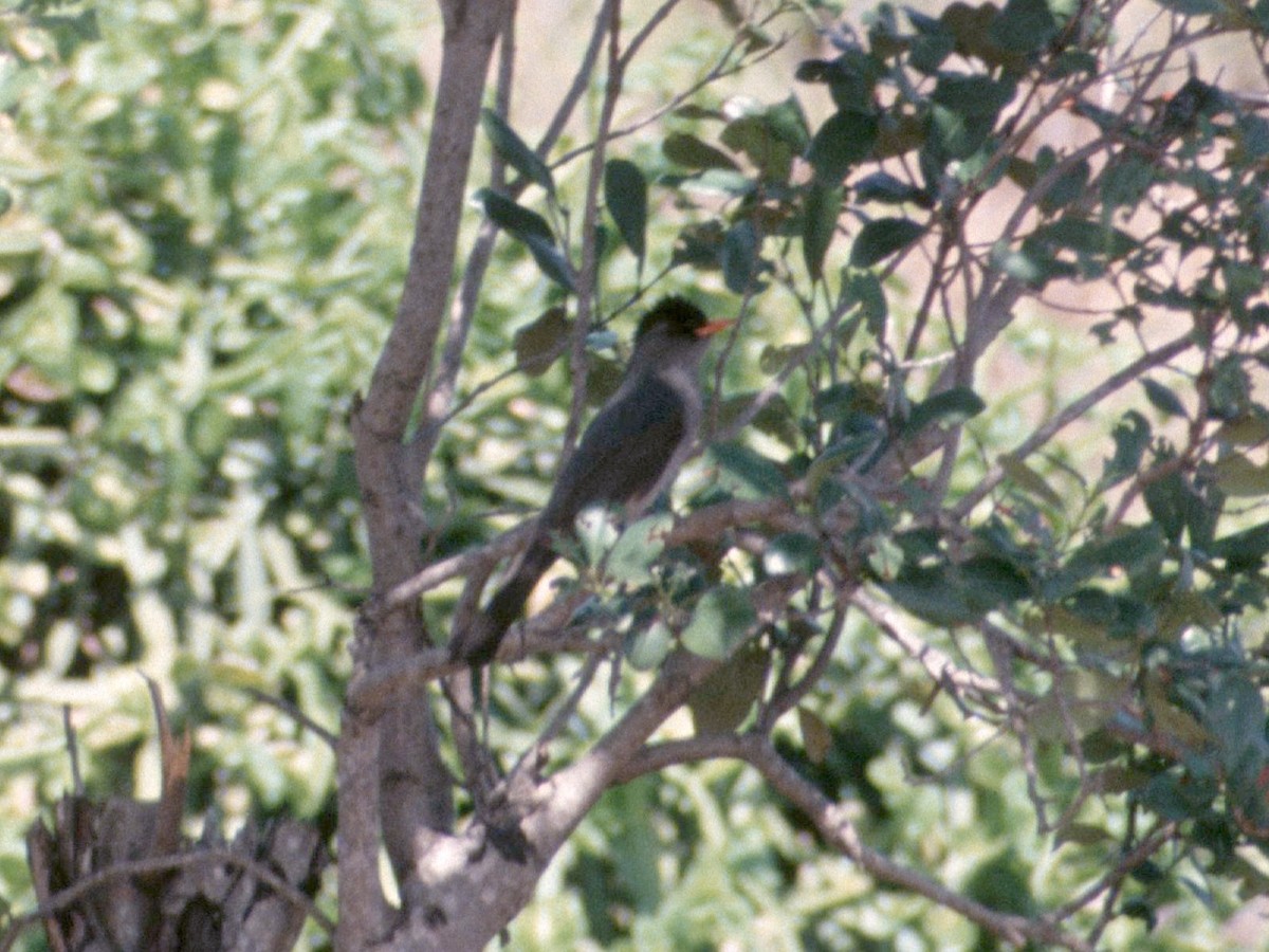 Bulbul des Comores - ML408933311