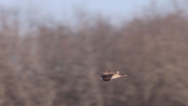 Short-eared Owl - ML408933621