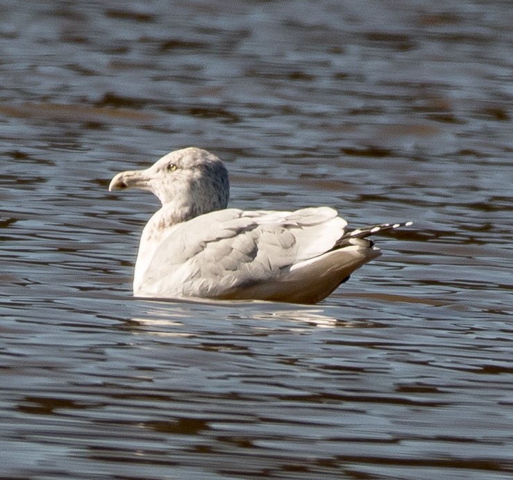 Herring Gull (American) - Liling Warren