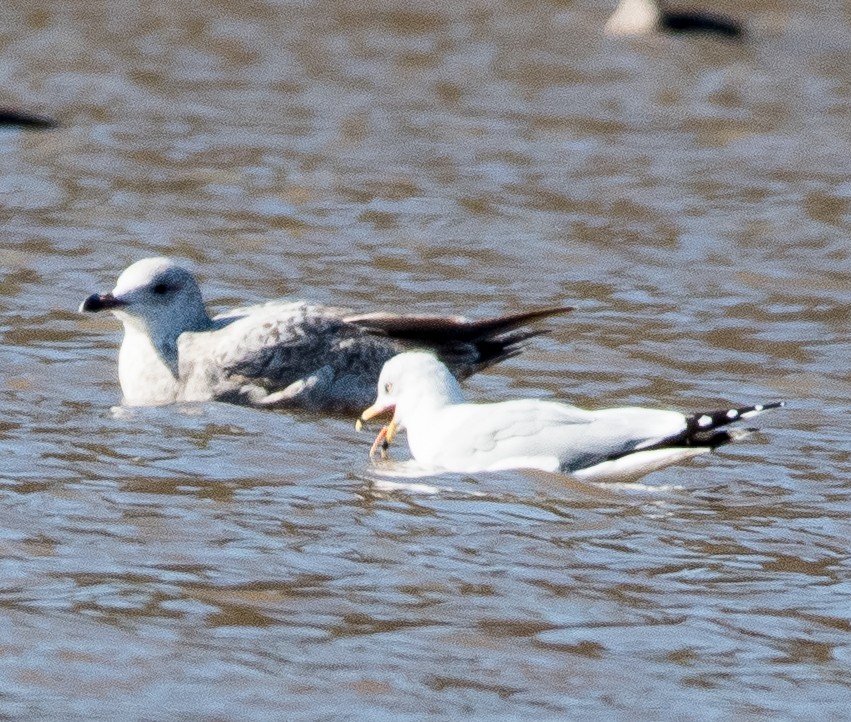 Herring Gull (American) - ML408933741