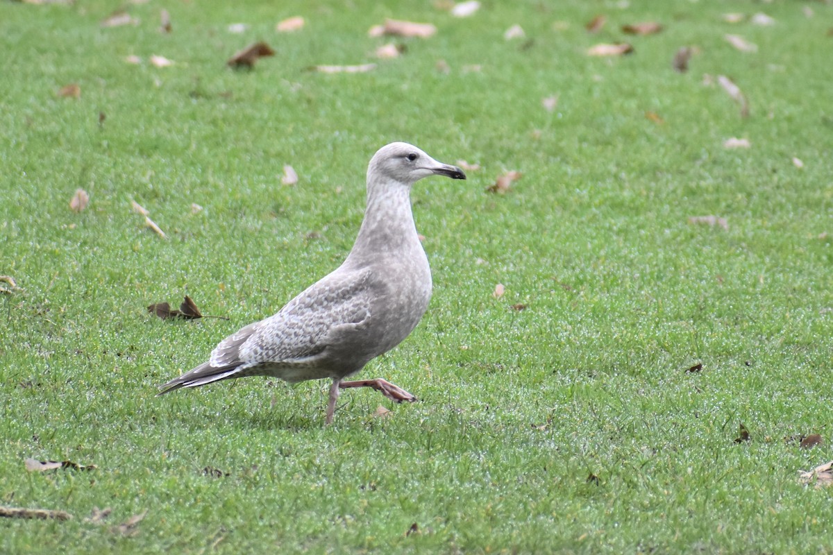 gråmåke x gråvingemåke (hybrid) - ML408934131