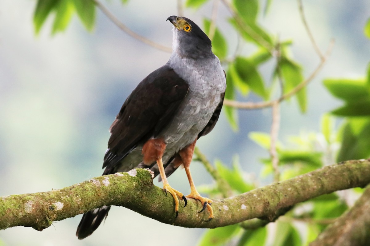 Bicolored Hawk - ML408934711