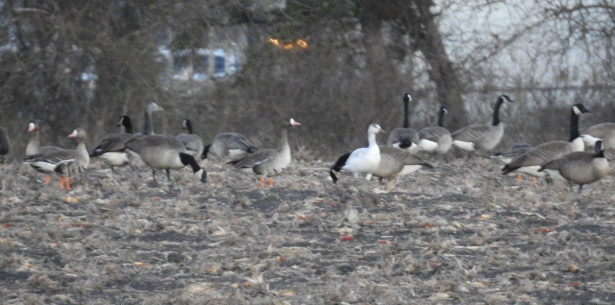 Snow Goose - Caden Williams