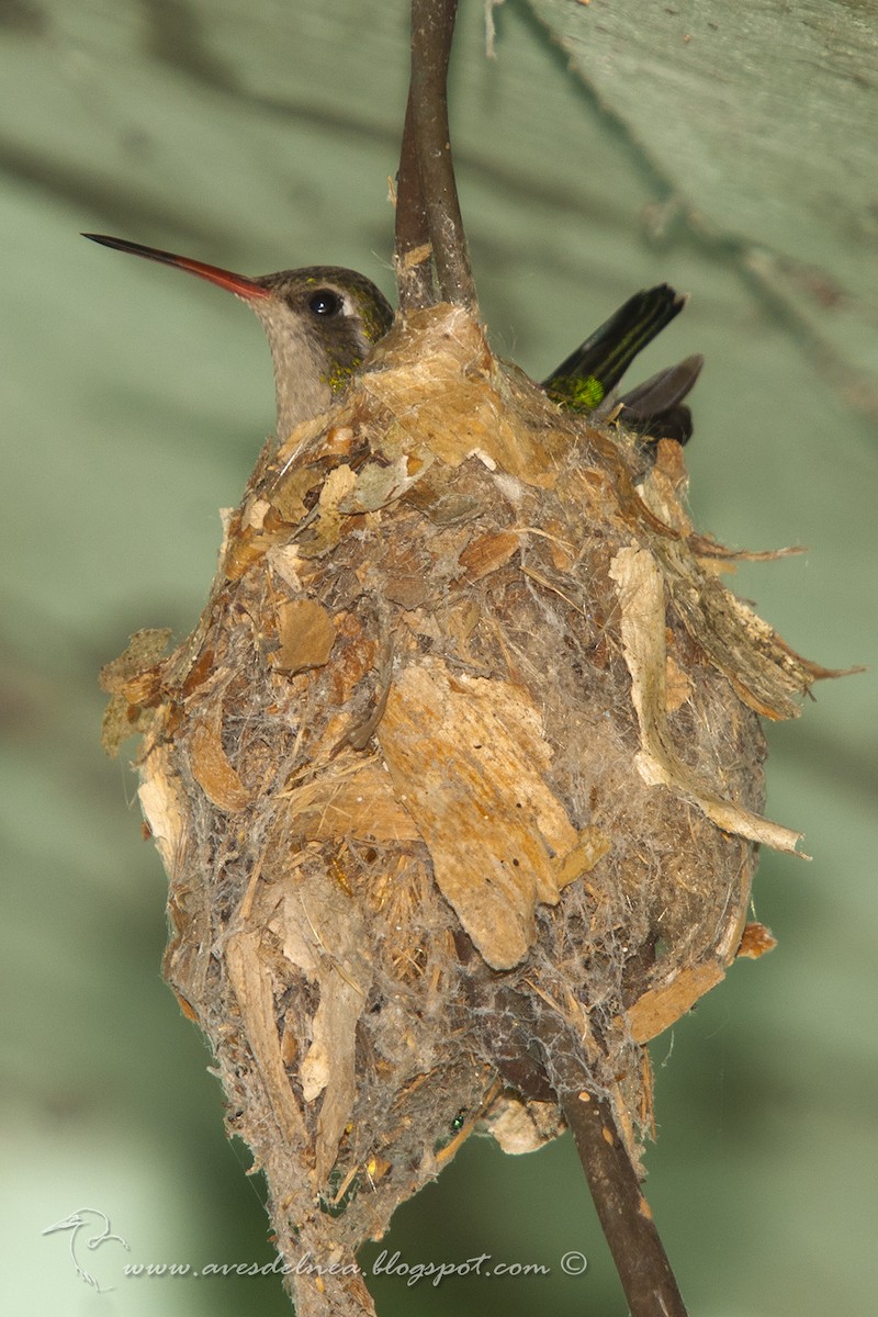 kolibřík lesklobřichý - ML40893511
