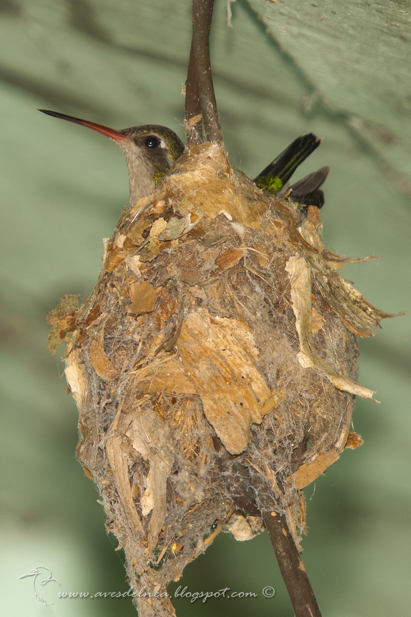 Glittering-bellied Emerald - ML40893511