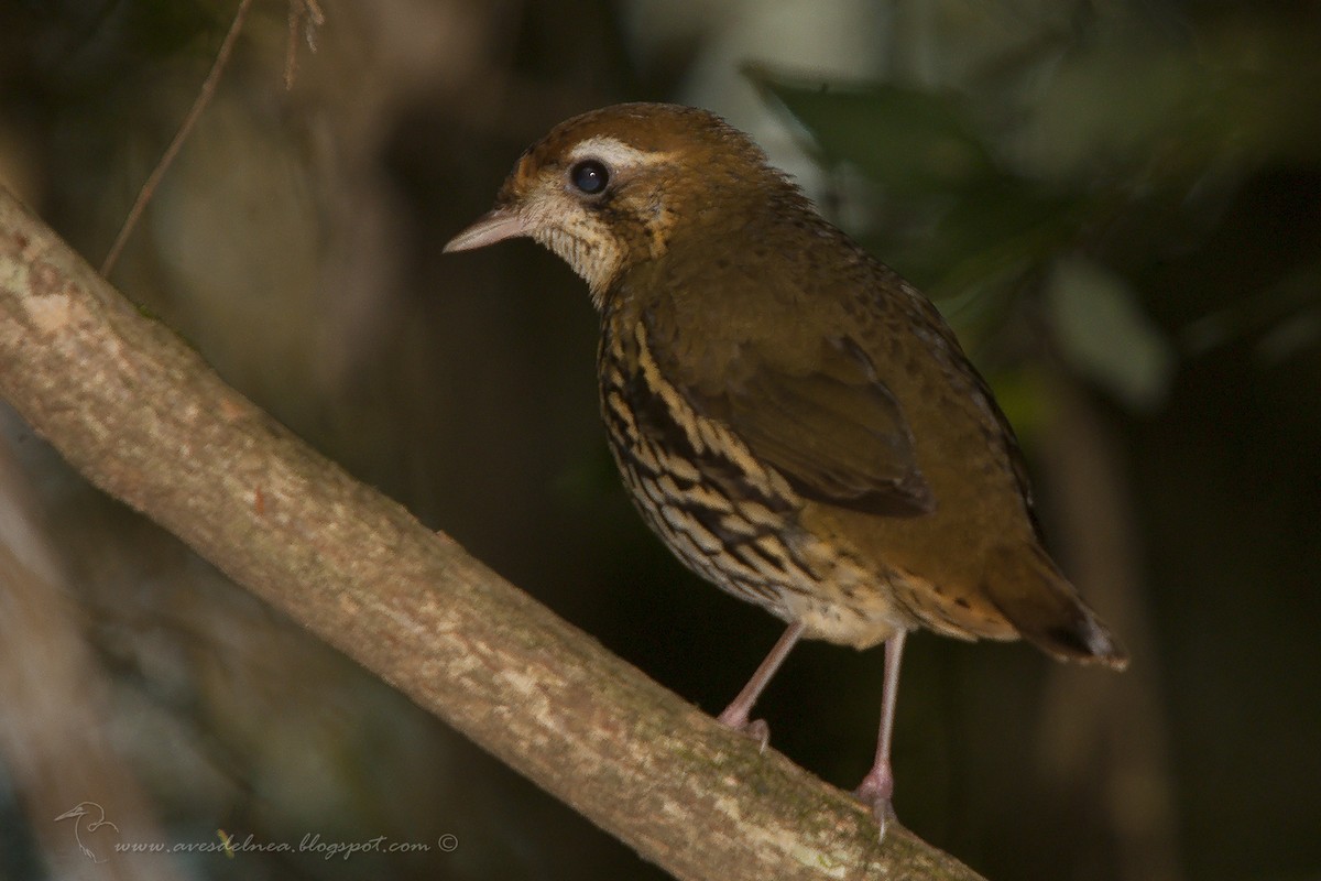 Short-tailed Antthrush - ML40893561