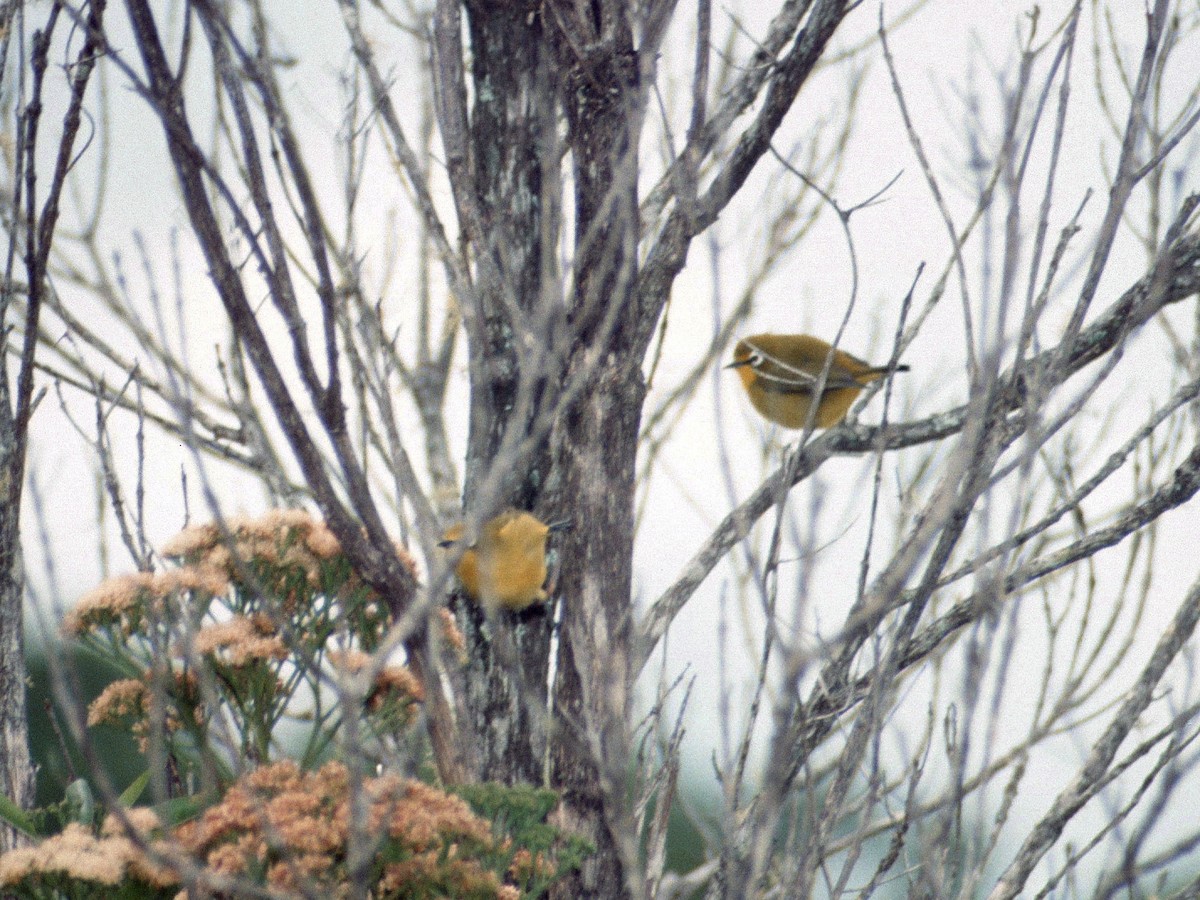 Comoro White-eye - Klaus Lachenmaier