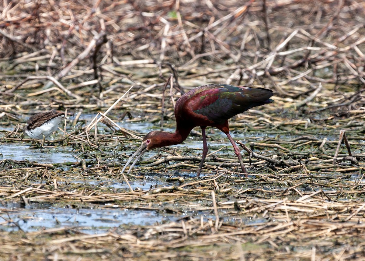 White-faced Ibis - ML408935771