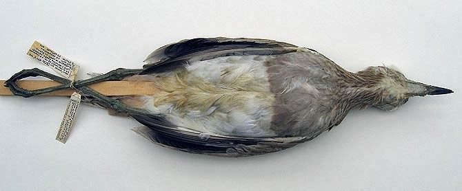 Double-striped Thick-knee - ML408936101