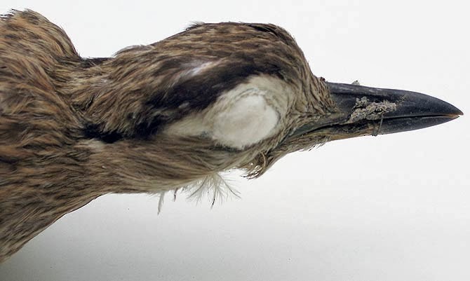 Double-striped Thick-knee - ML408936111