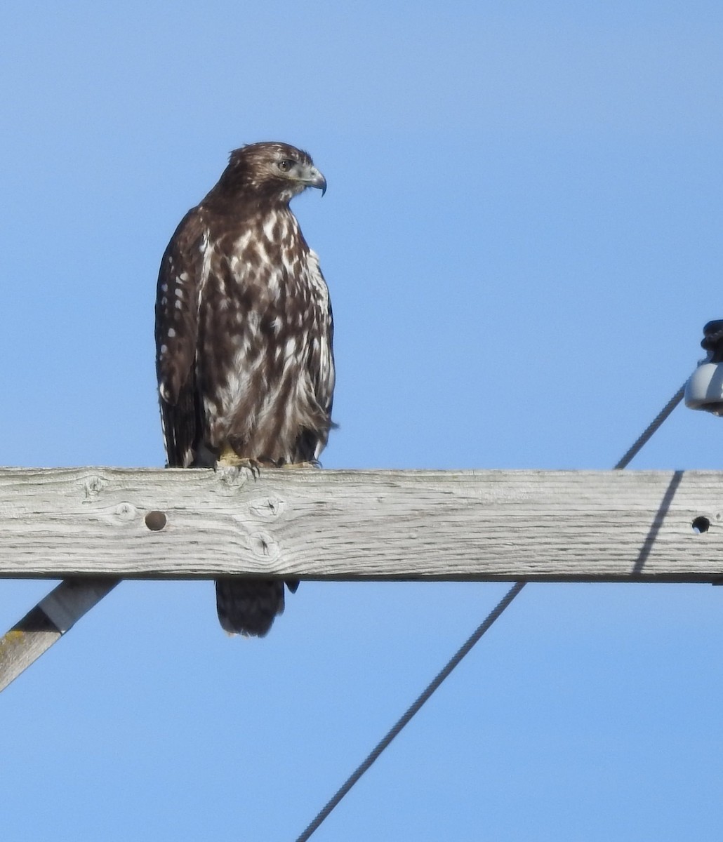 Red-tailed Hawk (Harlan's) - ML408936171