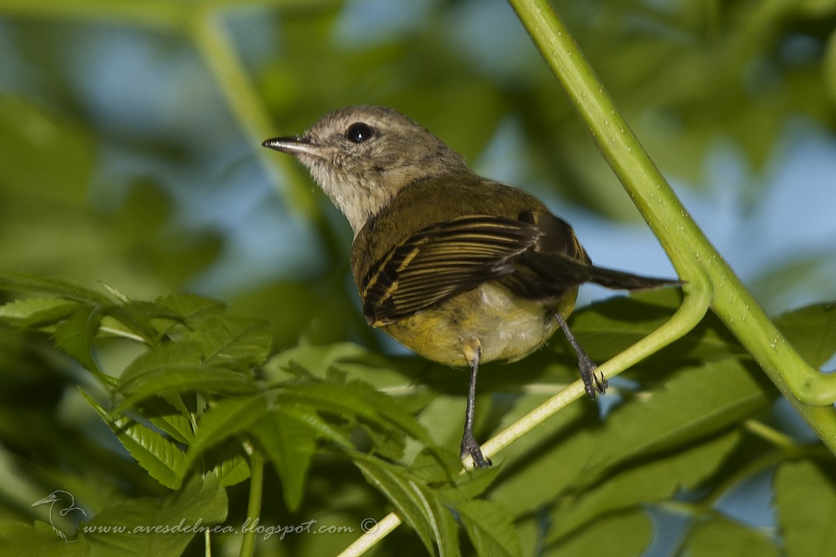 Mottle-cheeked Tyrannulet - ML40893671