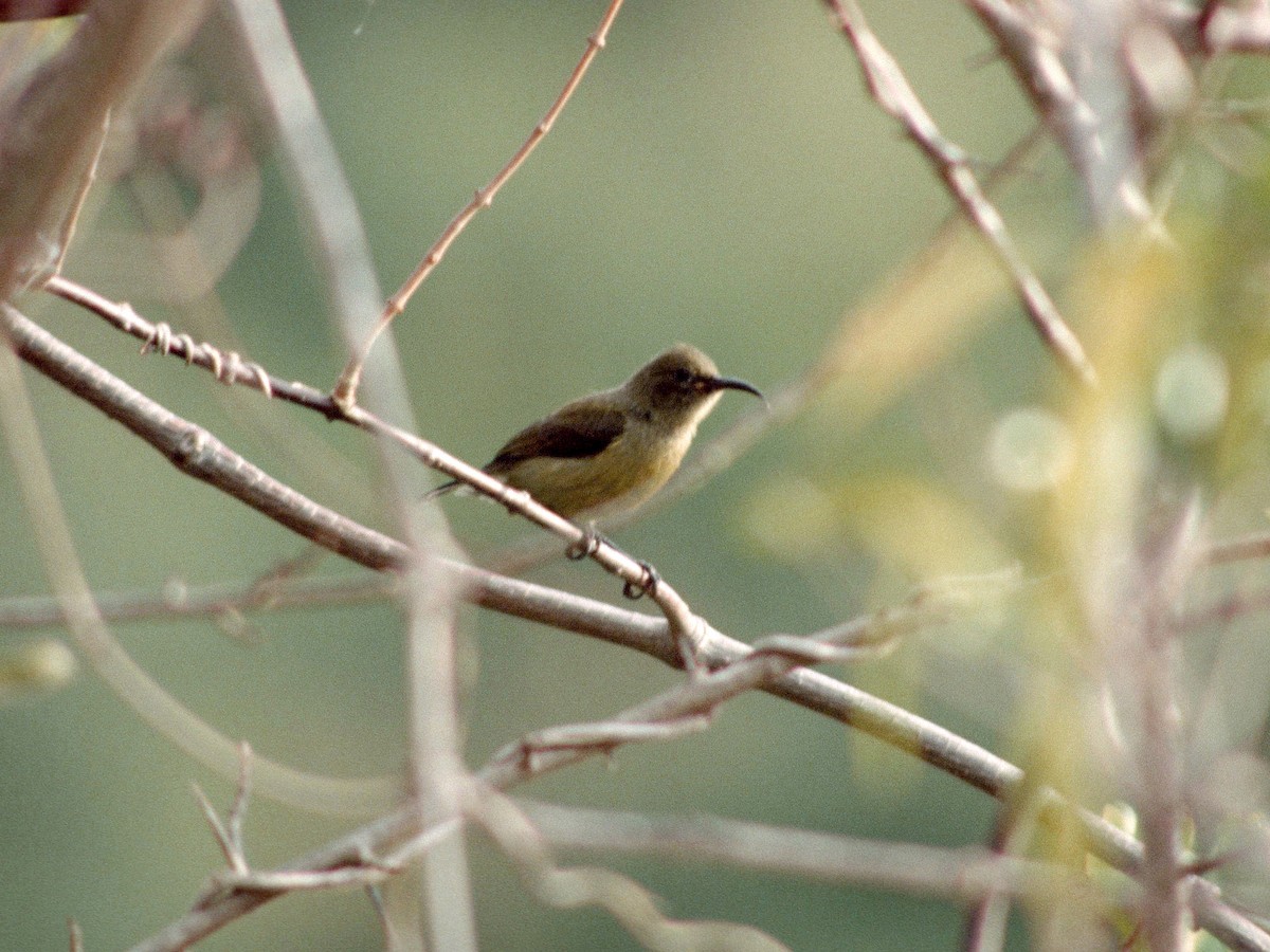 Humblot's Sunbird - ML408937981