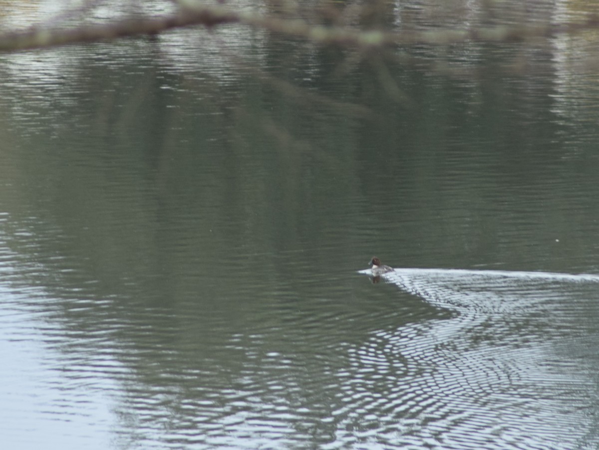 Common Goldeneye - ML408938001