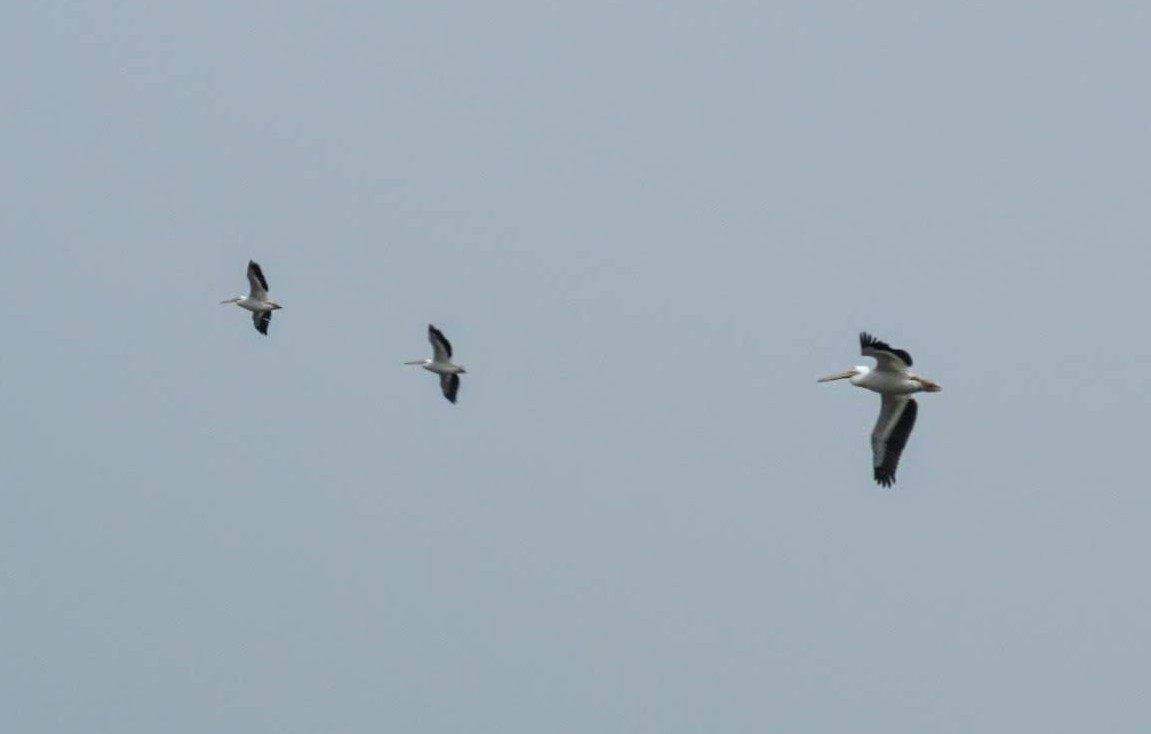 American White Pelican - ML408938251