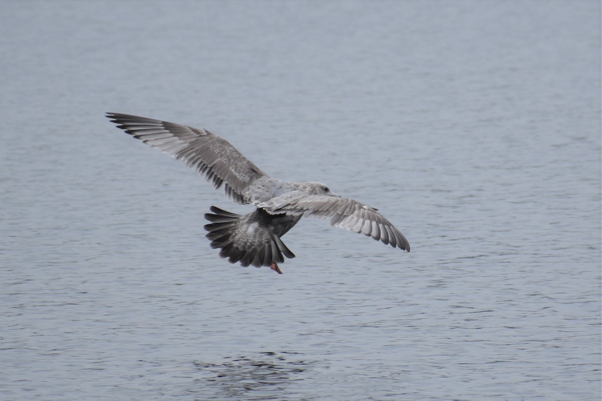 gråmåke x gråvingemåke (hybrid) - ML408938291