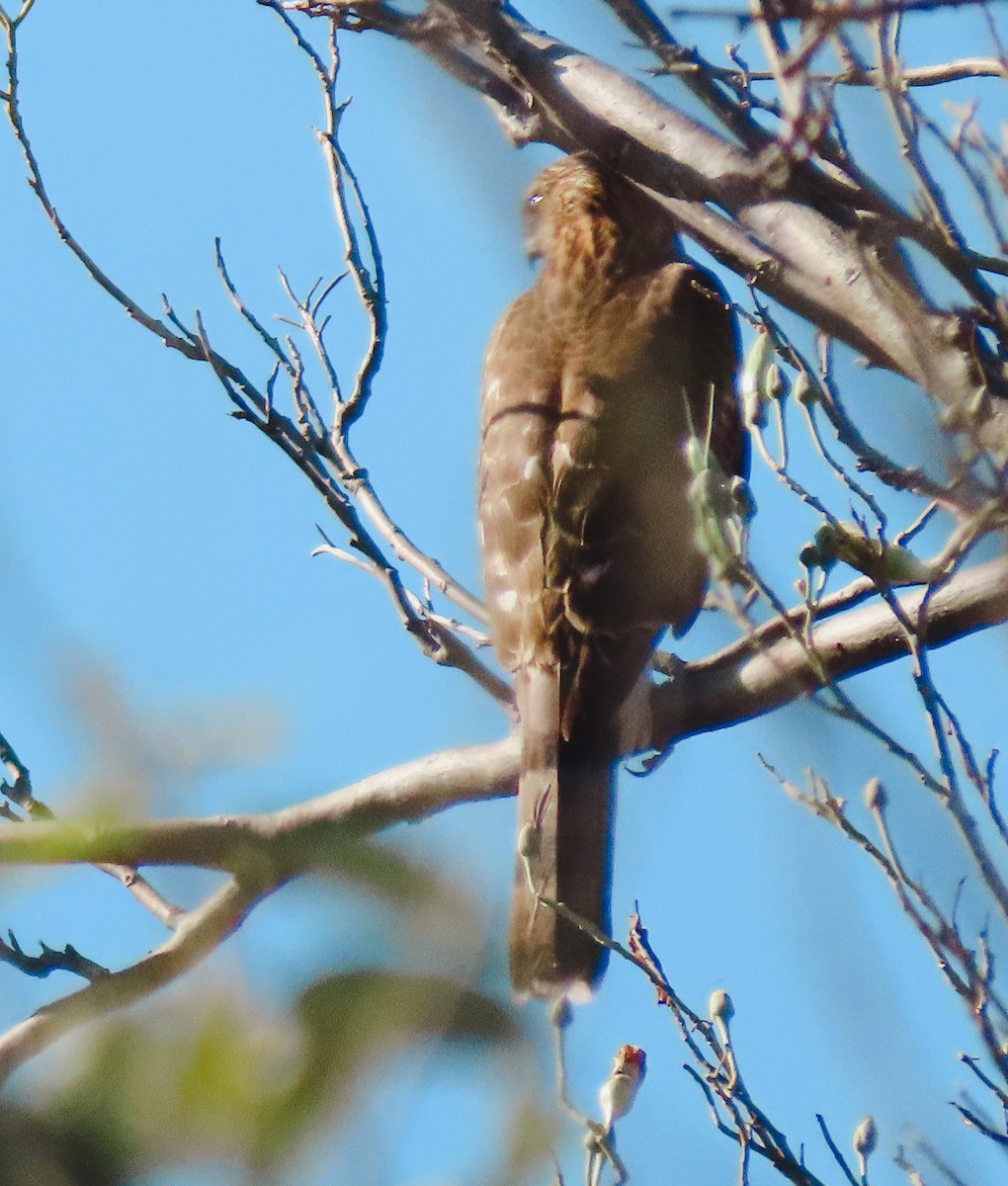 Cooper's Hawk - Lois Farrington