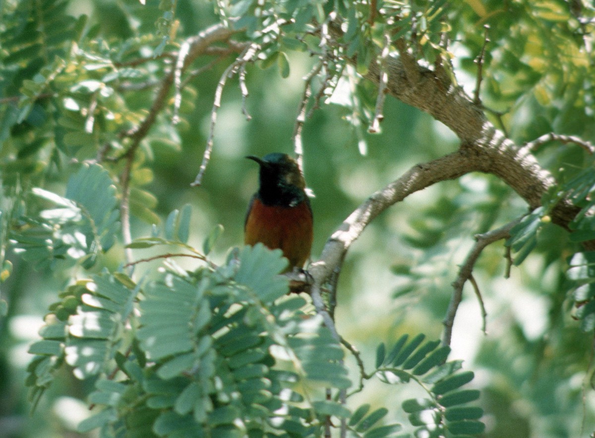 Humblot's Sunbird - ML408938881