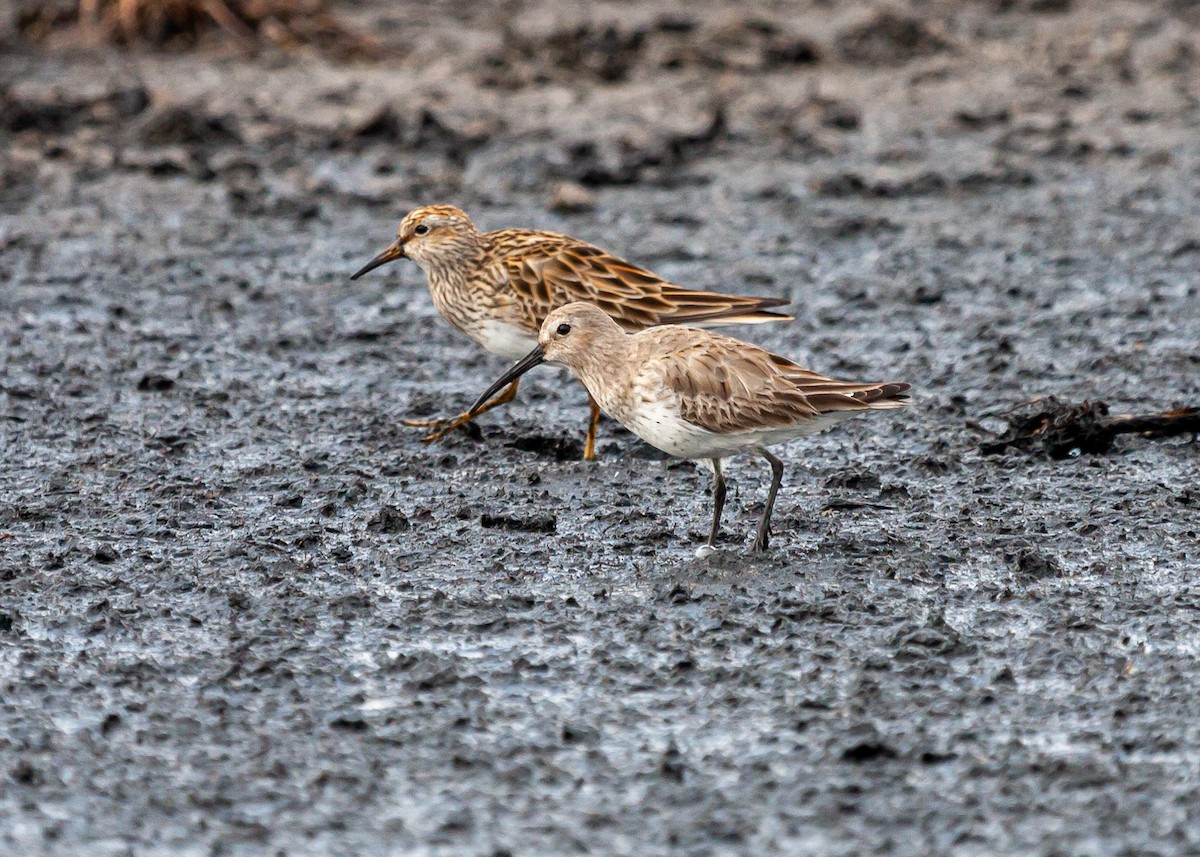 Dunlin - ML408939511