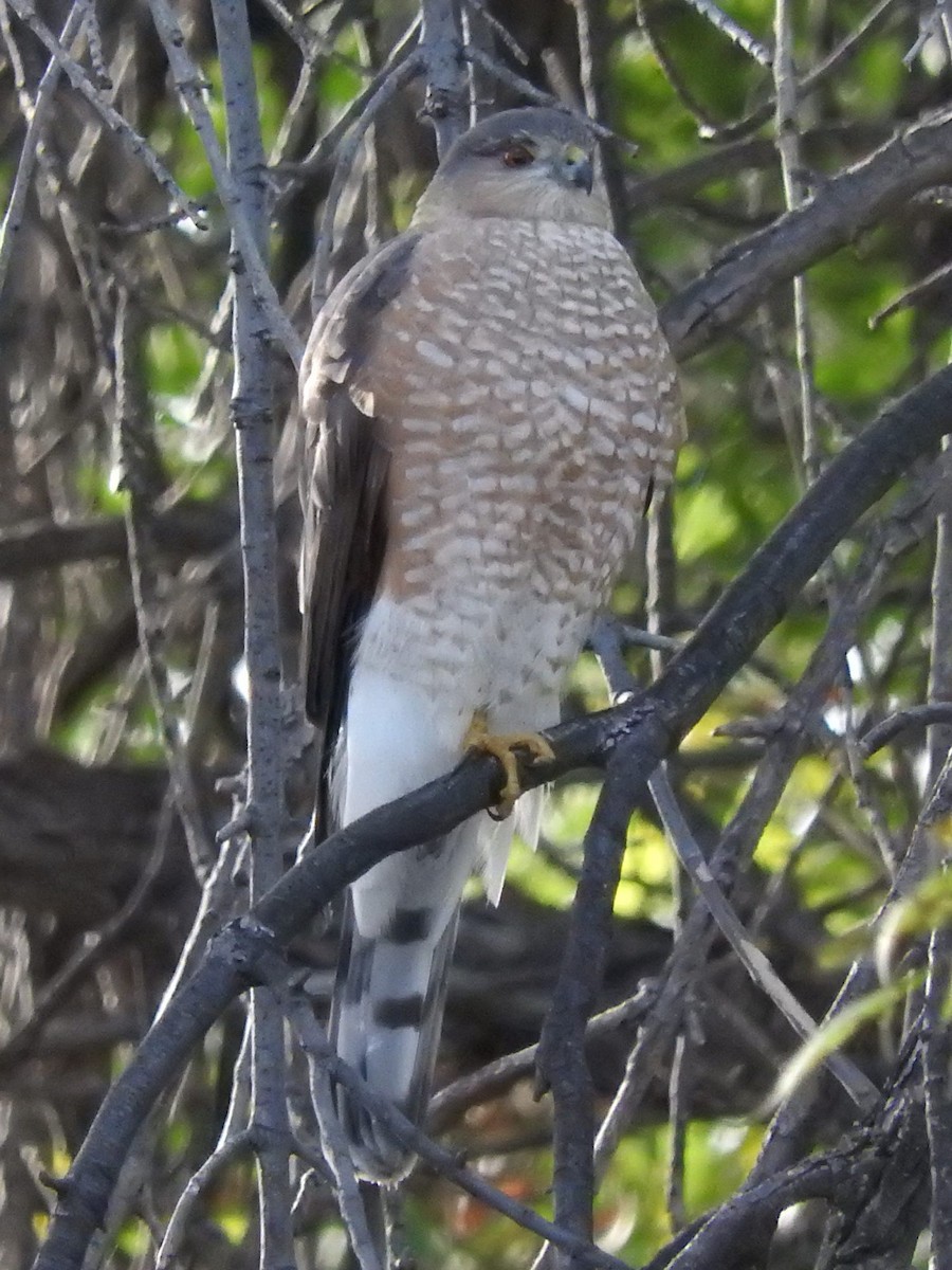 Sharp-shinned Hawk - ML40894001